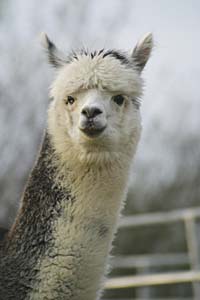 Quest of the Noble Night - face