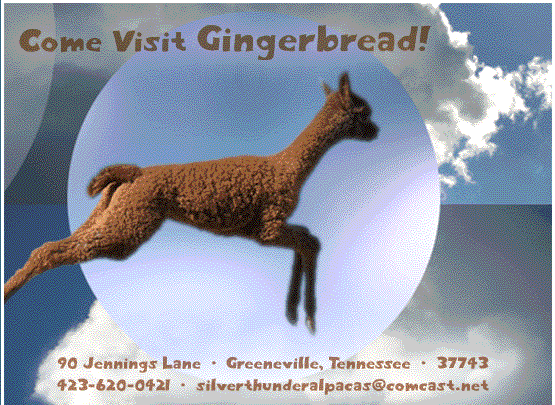 Silver Thunder Alpacas - After moving to Greeneville, Tennessee in 2004, Silver Thunder Alpacas began raising pure bred, happy and hand fed huacaya alpacas. Pure American Alpacas from proven South American Huacaya bloodlines.