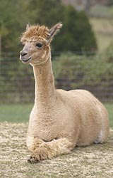 Celeste knows how to relax - cushing on the mound